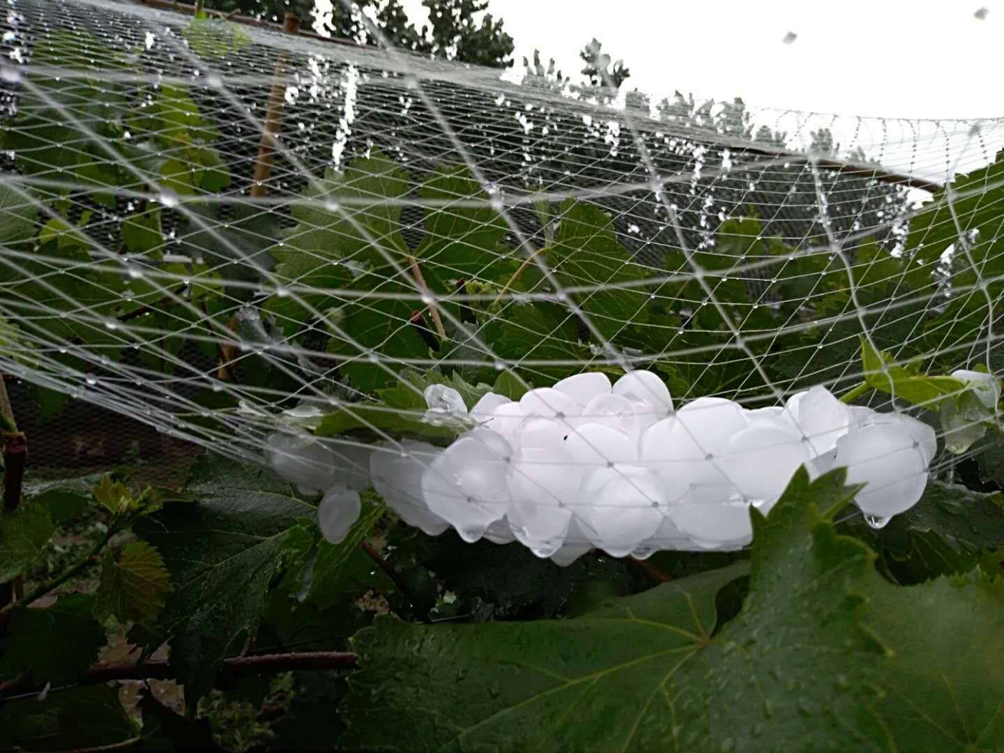 Kənd Təsərrüfatı Dolu Əleyhinə Net