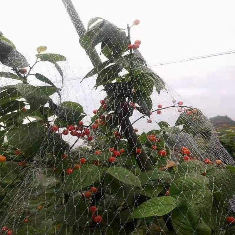 Albalı Anti-quş şəbəkəsi